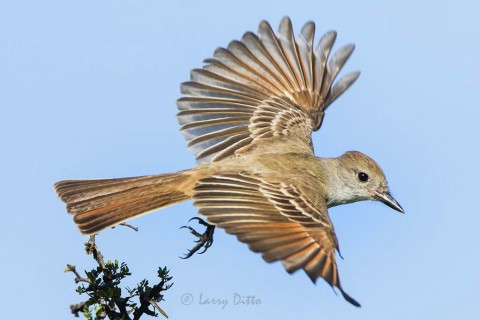 Ash-throated Flycatcher_79A4608