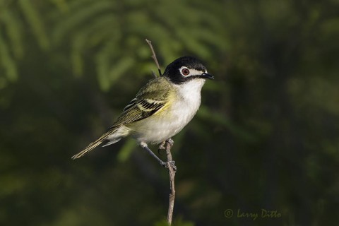 Black-capped vireo on Transition Ranch