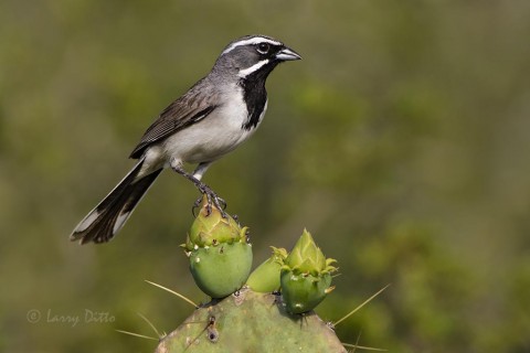 Black-throated Sparrow on cactus.
