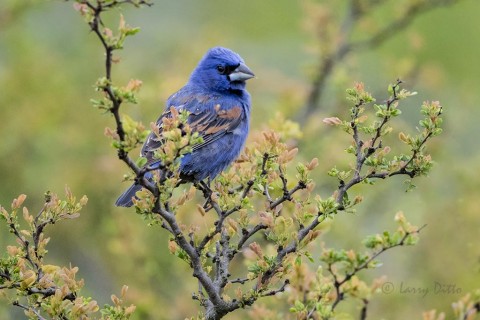 Blue Grosbeak, male in black brush after rain.