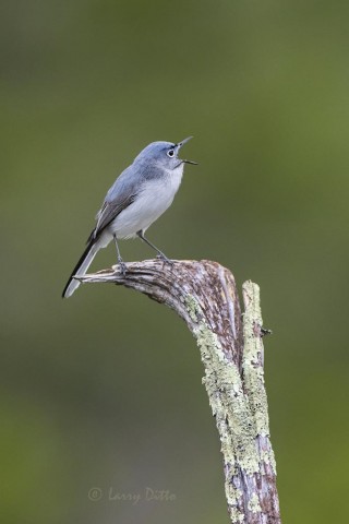 Singing blue-gray gnatcatcher at the afternoon blind.