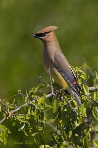 This bird was probably one of the last we'll see this season.