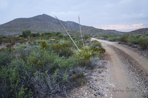 Christmas Mountains Oasis bird habitat after sunset, s. of Alpine, Texas