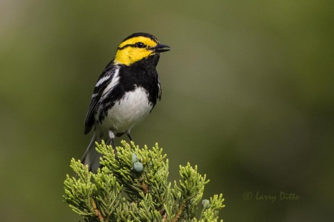 Golden-cheeked warbler on juniper, Transition Ranch, Texas