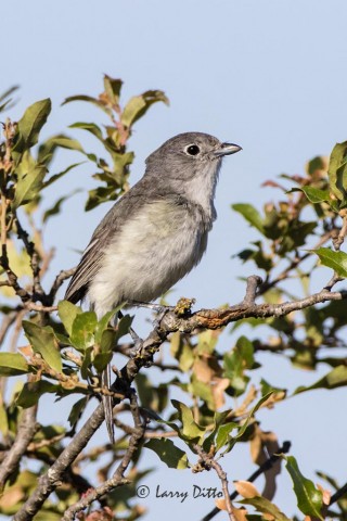 Gray Vireo on Transition Ranch west of Uvalde, Texas.