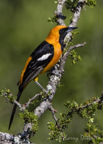 Hooded Oriole, male perched in black brush at photo blind.