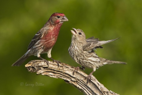 House Finch bonding