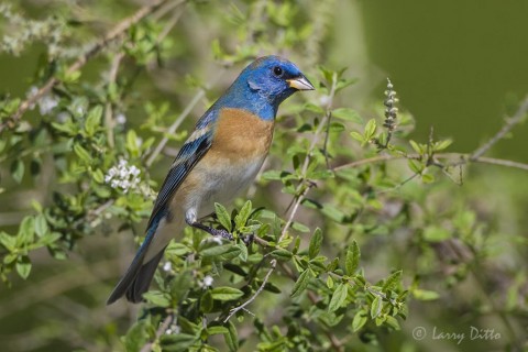 This male lazuli bunting was the first of it's species photographed on the ranch.