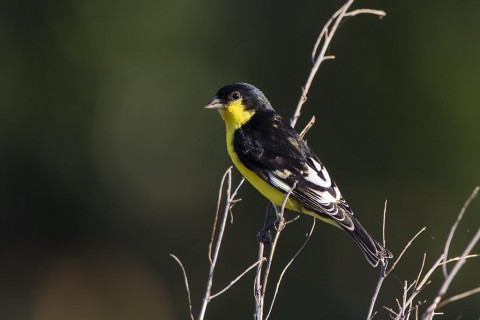 Lesser goldfinches were at the photo blinds each day.