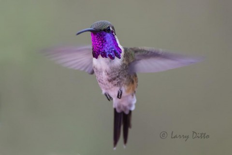 Lucifer Hummingbird male hovering in flight, west Texas, USA