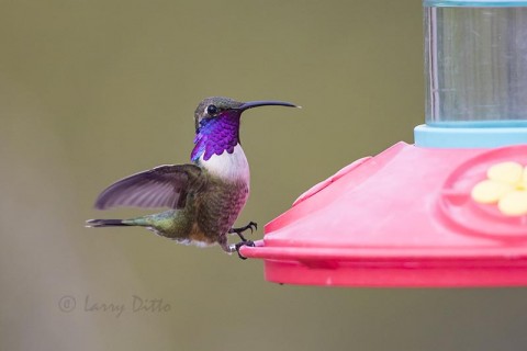 Lucifer Hummingbird male landing at feeder, west Texas, USA