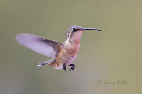 Lucifer Hummingbird, female hovering in flight