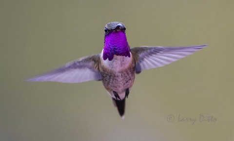 Lucifer Hummingbird male displaying gorget, w. Texas