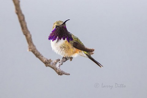 Lucifer Hummingbird male perched.