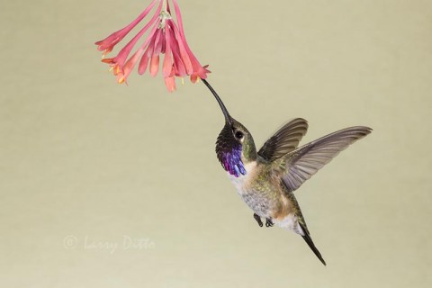 Lucifer Hummingbird male feeding, w. Texas