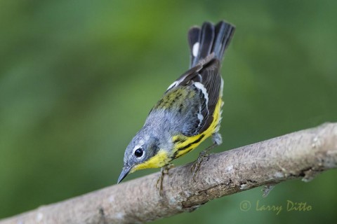 Magnolia warbler looking for water.