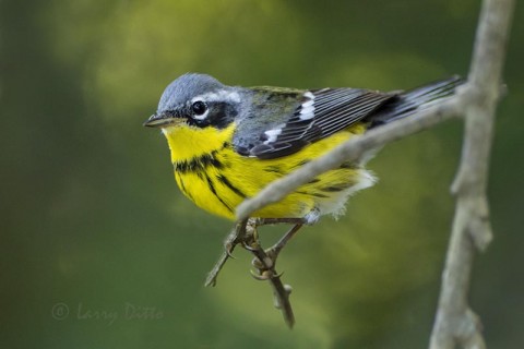 Nice bird (Magnolia Warbler), bad perch.