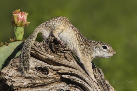 Mexican ground-squirrel on log.