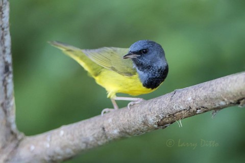 Beautiful but shy Mourning Warbler.