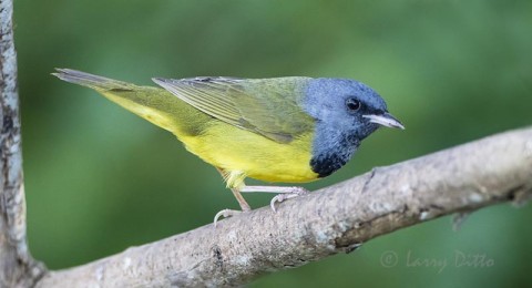 Mourning Warbler, same perch, different head position.