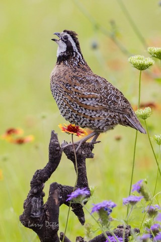 Northern bobwhite quail calling from a short perch in wildflowers.