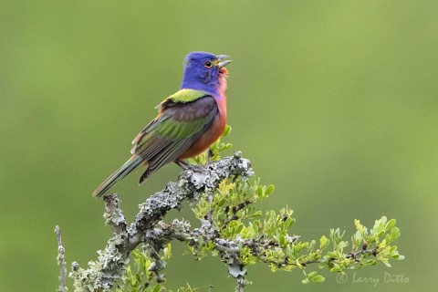 Male painted buntings were singing throughout the ranch.