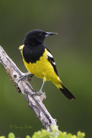 Scott's Oriole, male in Texas persimmon bush.