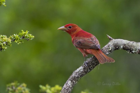 Summer Tanager, male at photo blind.