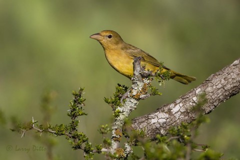 Summer Tanager, female perched in black brush. Transition Ranch