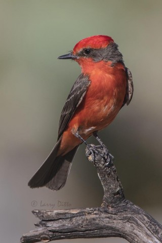 Vermillion Flycatcher male perched.