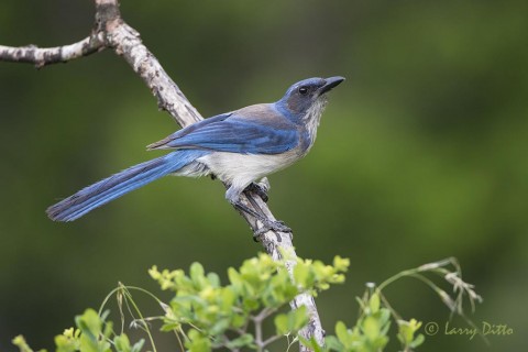 Western scrub jay perched at Transition Ranch.