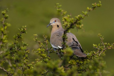 White-winged dove in black brush at sunset.