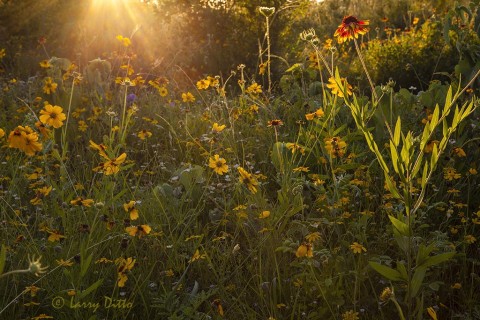 Spring wildflowers on Transition Ranch.