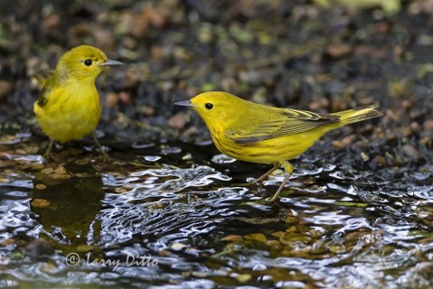 Yellow Warblers bathing