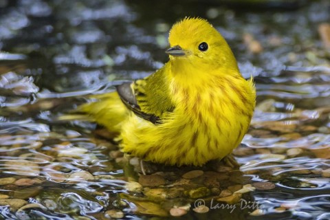 Male Yellow Warbler bathing.