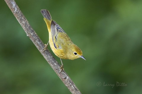 Yellow Warbler with a hint of orange in it feathers.