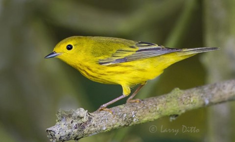 Yellow Warbler male among the limbs.