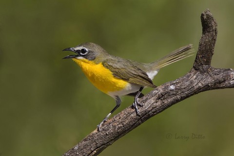 Yellow-breasted chat "chatting".