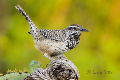 Cactus Wren with colorful background at Transition Ranch.