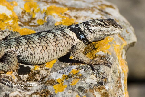 Crevise Spiny Lizard and lichen covered limestone outcropping.