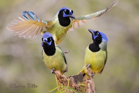 Finding room for a trio on this perch.