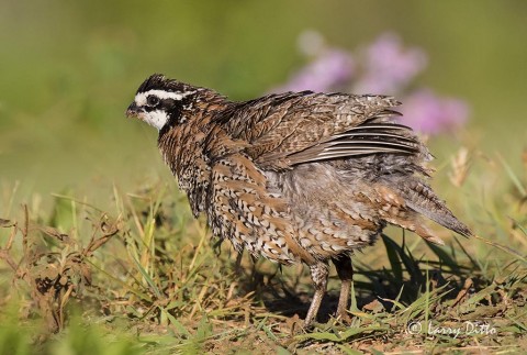 Northern Bobwhite male shaking and re-organizing his feathers. 