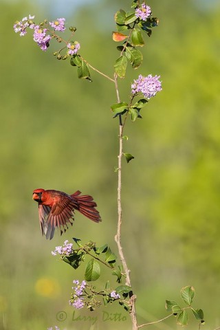 Northern Cardinal flying from Crepe Myrtle branch..