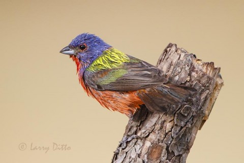 Painted Bunting just out of the bath