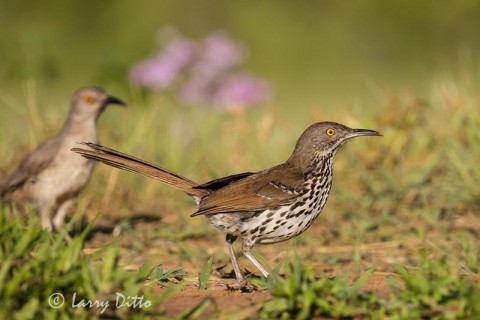 Curve-billed and Long-billed Thrashers chasing after prey.