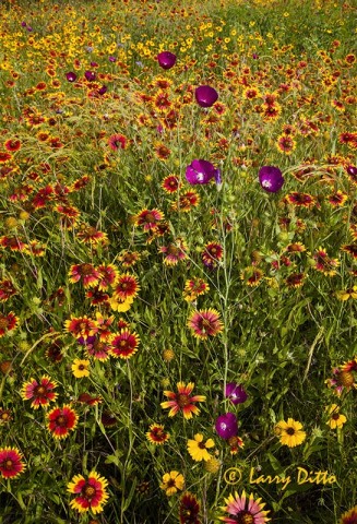 Wine Cups and Indian Blankets on the Utopia highway.