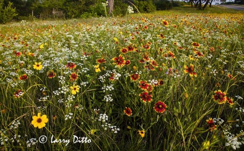 Wildflowers north of Sabinal, Texas.