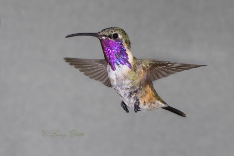 Lucifer Hummingbird male in flight