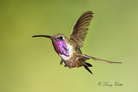 Lucifer Hummingbird male banking in flight.