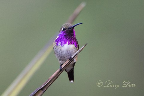 Lucifer Hummingbird in breeding plumage.